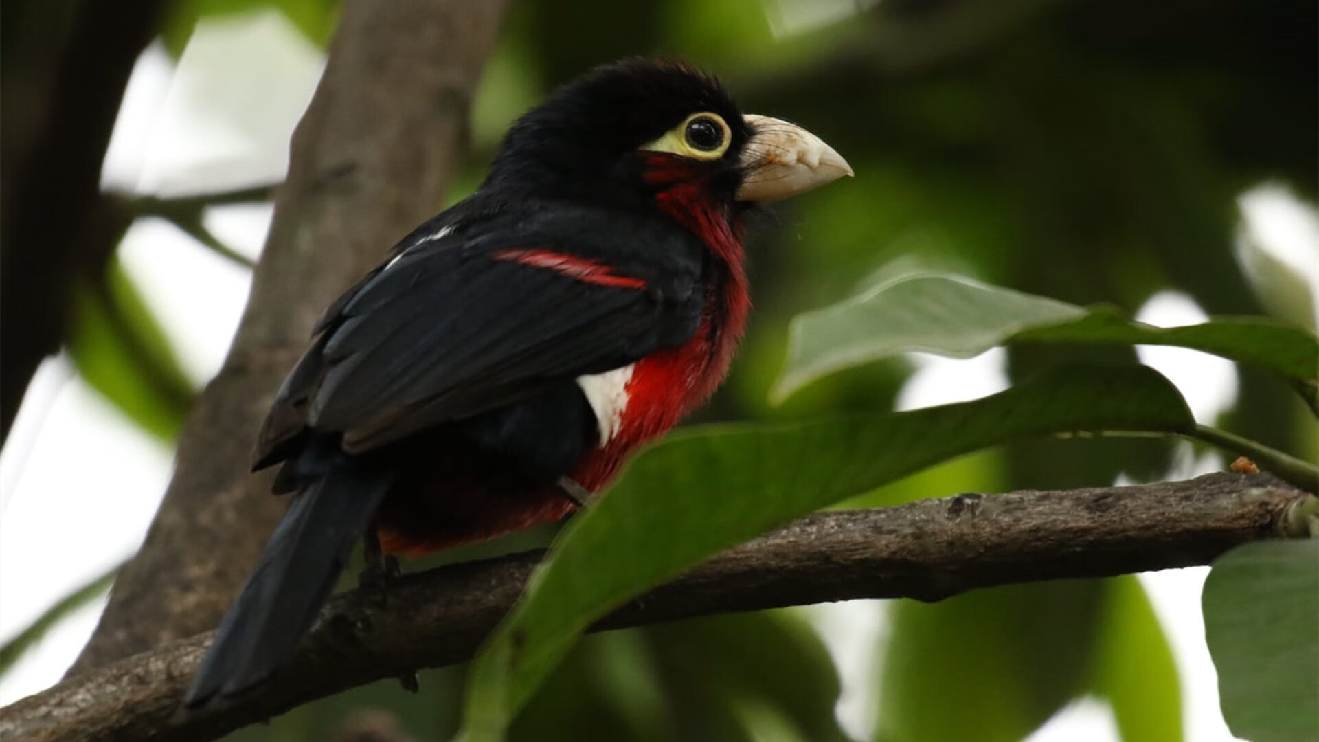 浓眉50+20难救主!北京队团队篮球掀翻勇士王朝