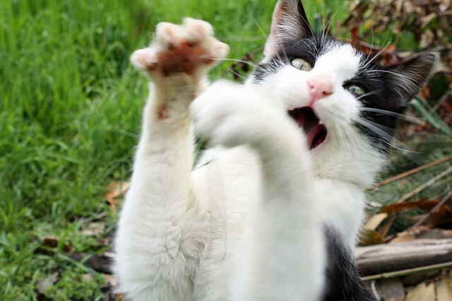 平行宇宙的篮球狂想，当杰伦格林爆发遇凯尔特人制霸广东队