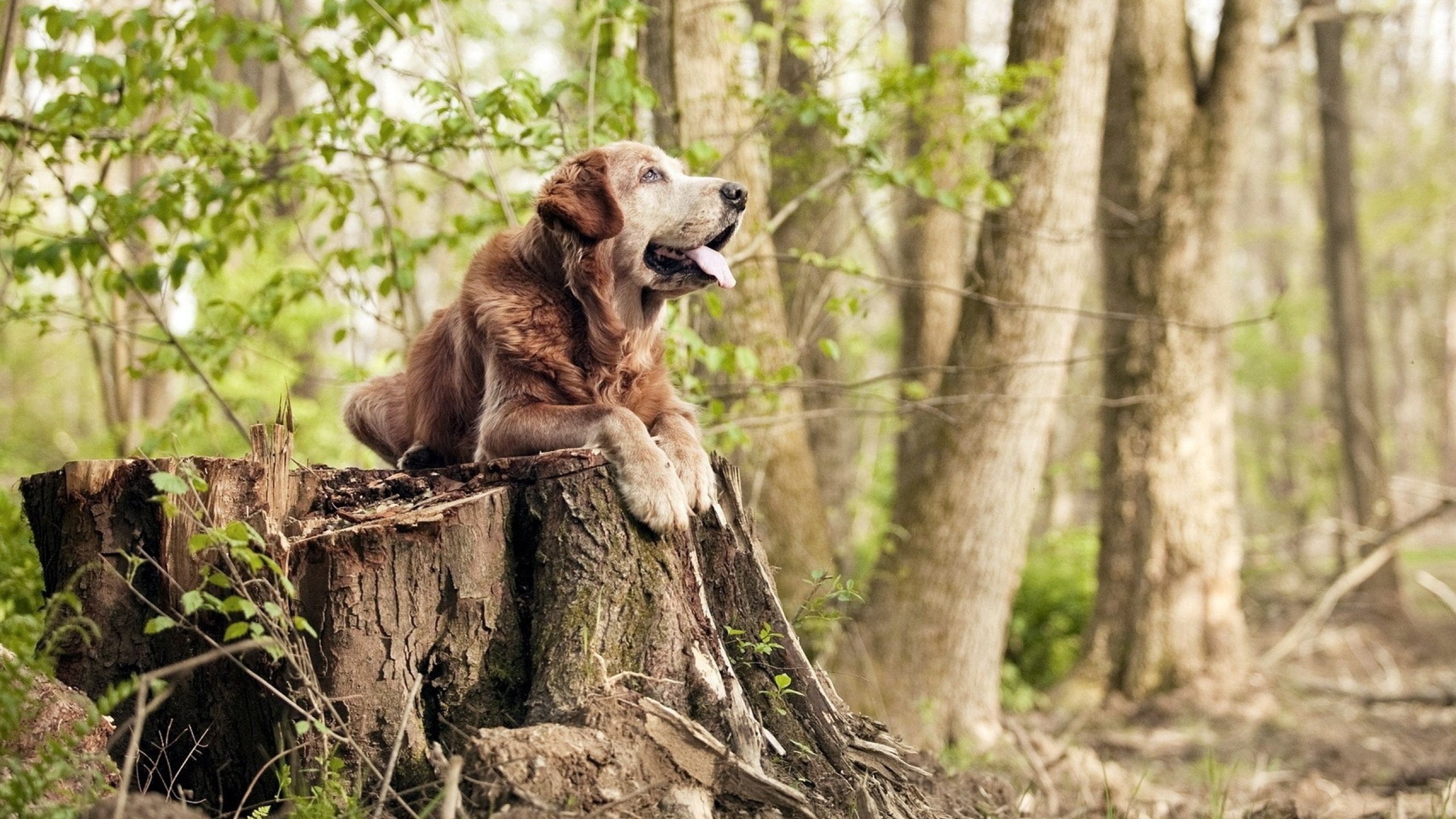 布克空降撕裂之城，嗜血时刻斩爵士于刀下