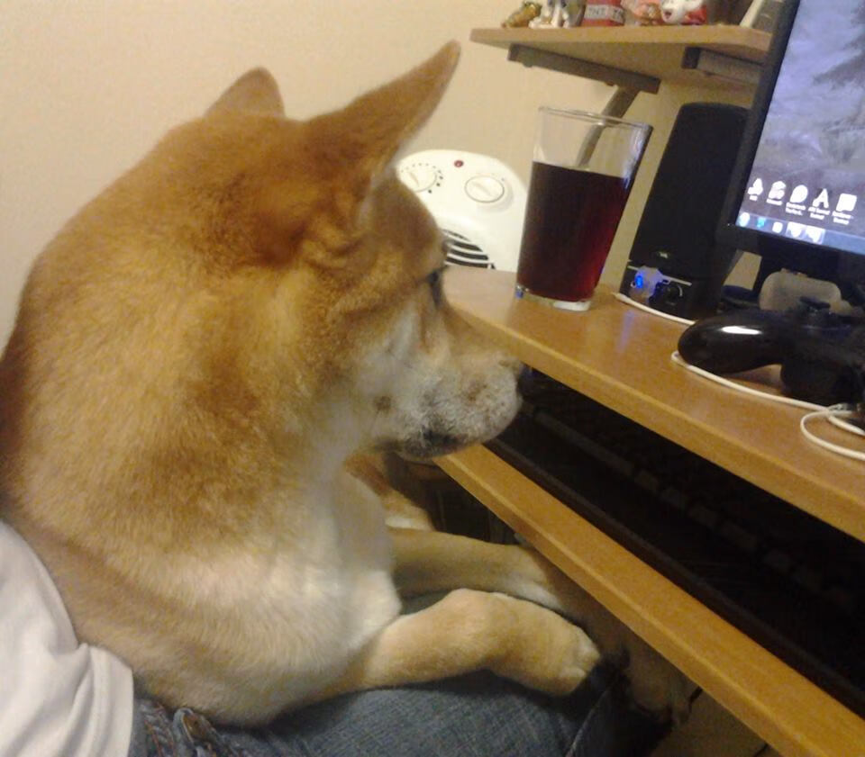 围猎灰熊，战术棋盘上的国王，与一颗冠军的心