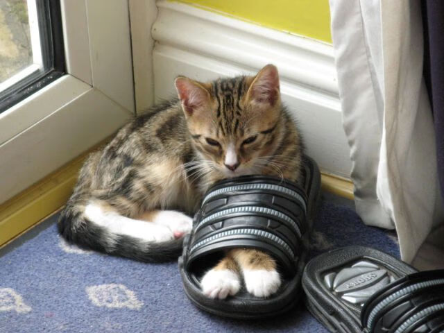 世俱杯参赛资格-熔铸时刻，弗拉霍维奇的天才接管与澳大利亚的团队韧性