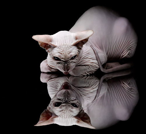 德甲争冠烽烟之夜，英格兰魔术师福登的攻防交响曲