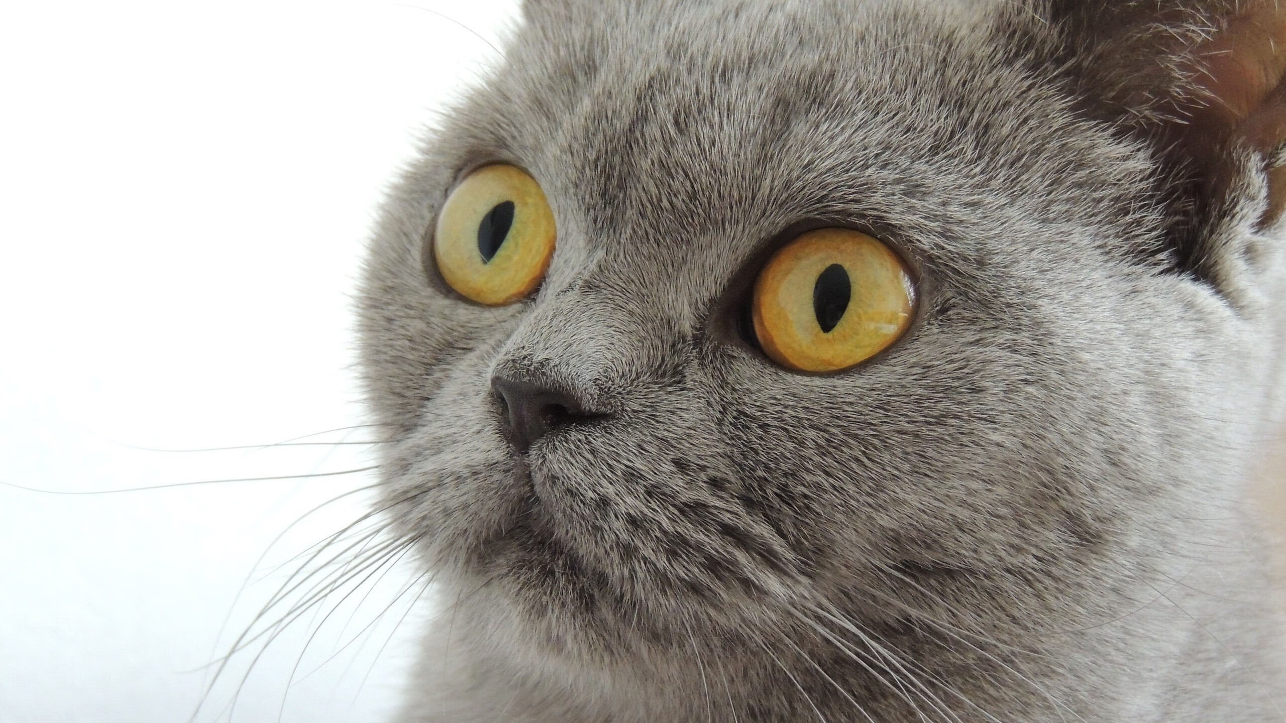 世俱杯赛程-连珠炮！杜兰特持续制造杀伤，新疆队力克国王尽显亚洲力量