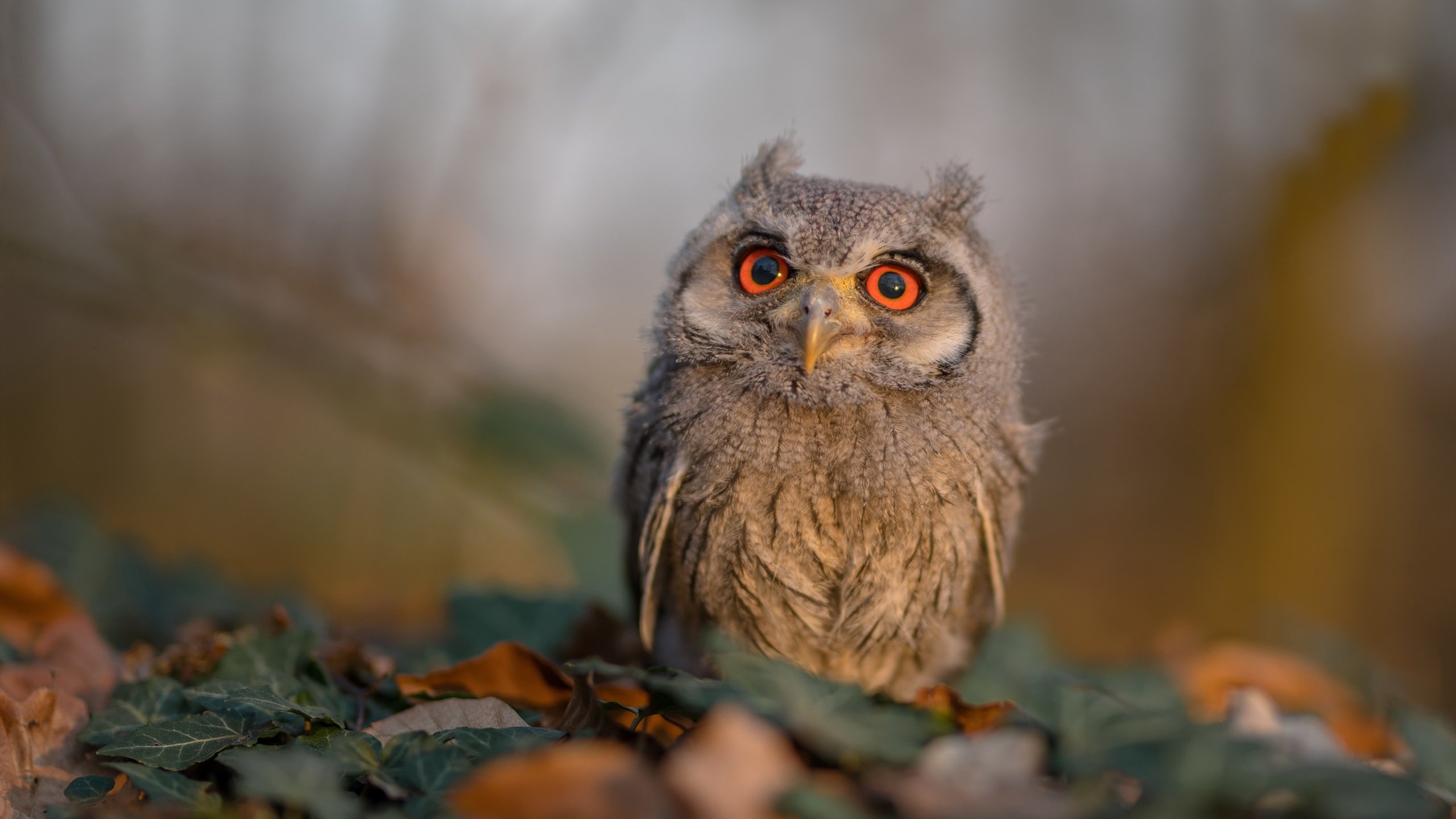 爱德华兹44分点燃新奥尔良,鹈鹕力克篮网,争冠之路鸣响号角