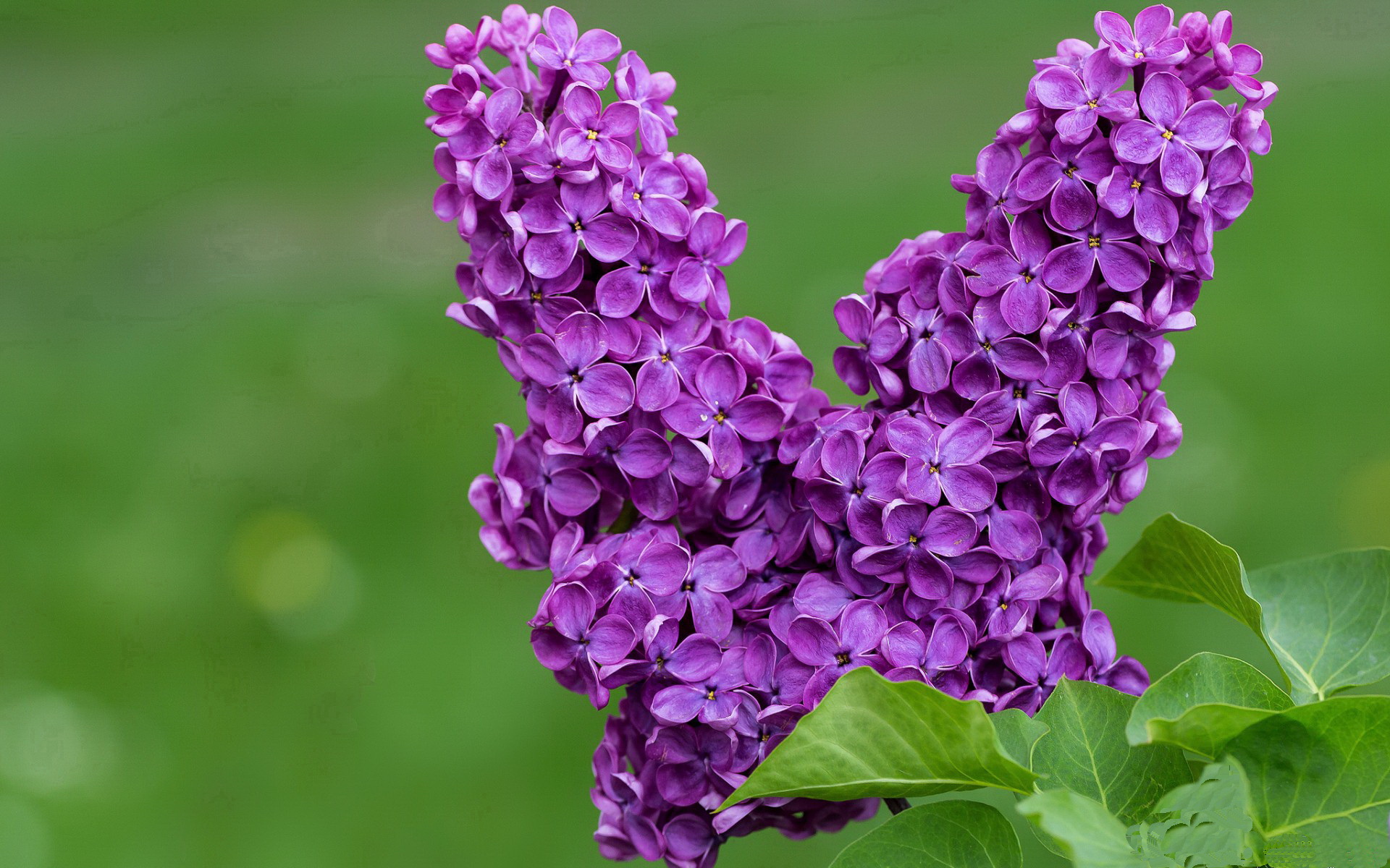 浙江队制霸活塞，全华班体系围剿，莫兰特孤星引爆胜负手