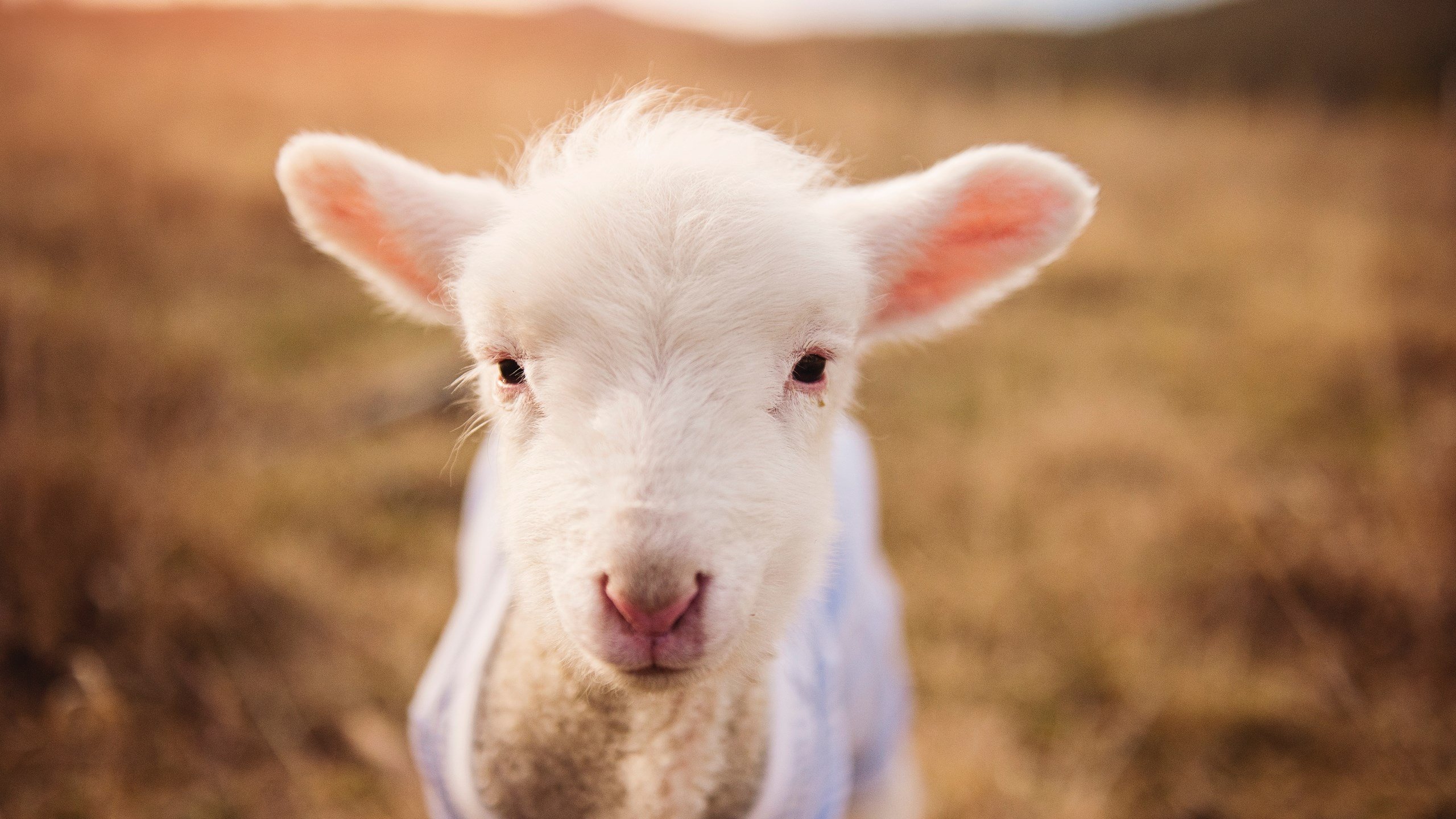 恩比德防守端锁死雄鹿核心，国王主场鏖战告捷
