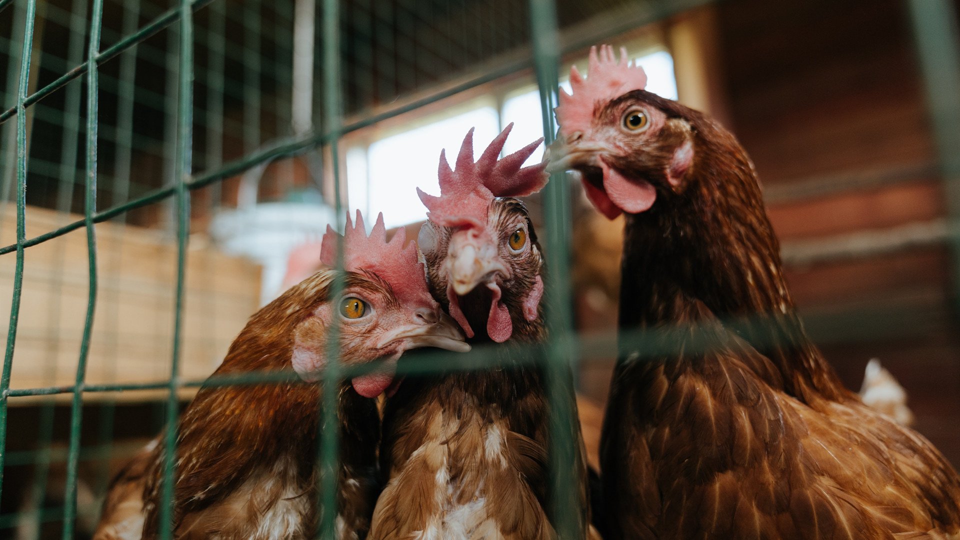 米切尔爆发砍下38分，广东队正面击溃热火展现实力