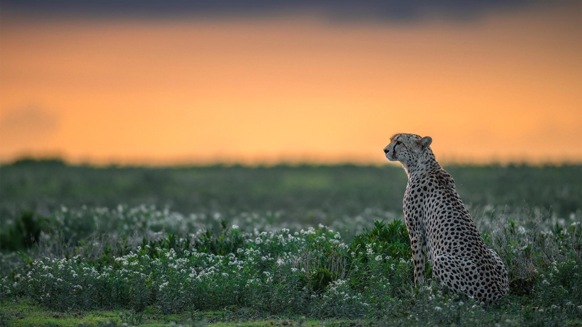 世俱杯改制-星辉与草莽，那个改写世界排名的雨夜