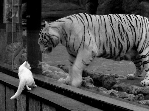 世俱杯分组-范弗利特节奏大师引领，篮网客场轻取骑士