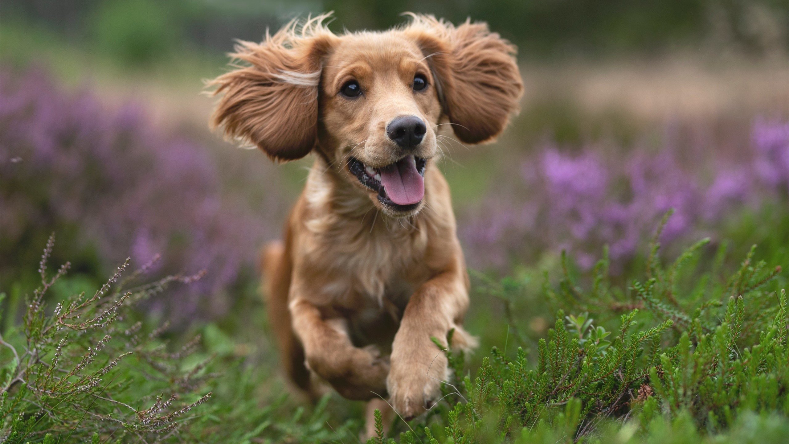 世俱杯-西决生死战焦点战，雄鹿完胜奇才，晋级之路一片光明