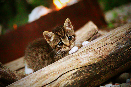 世俱杯改制-抢七战场，湖人王朝再续辉煌