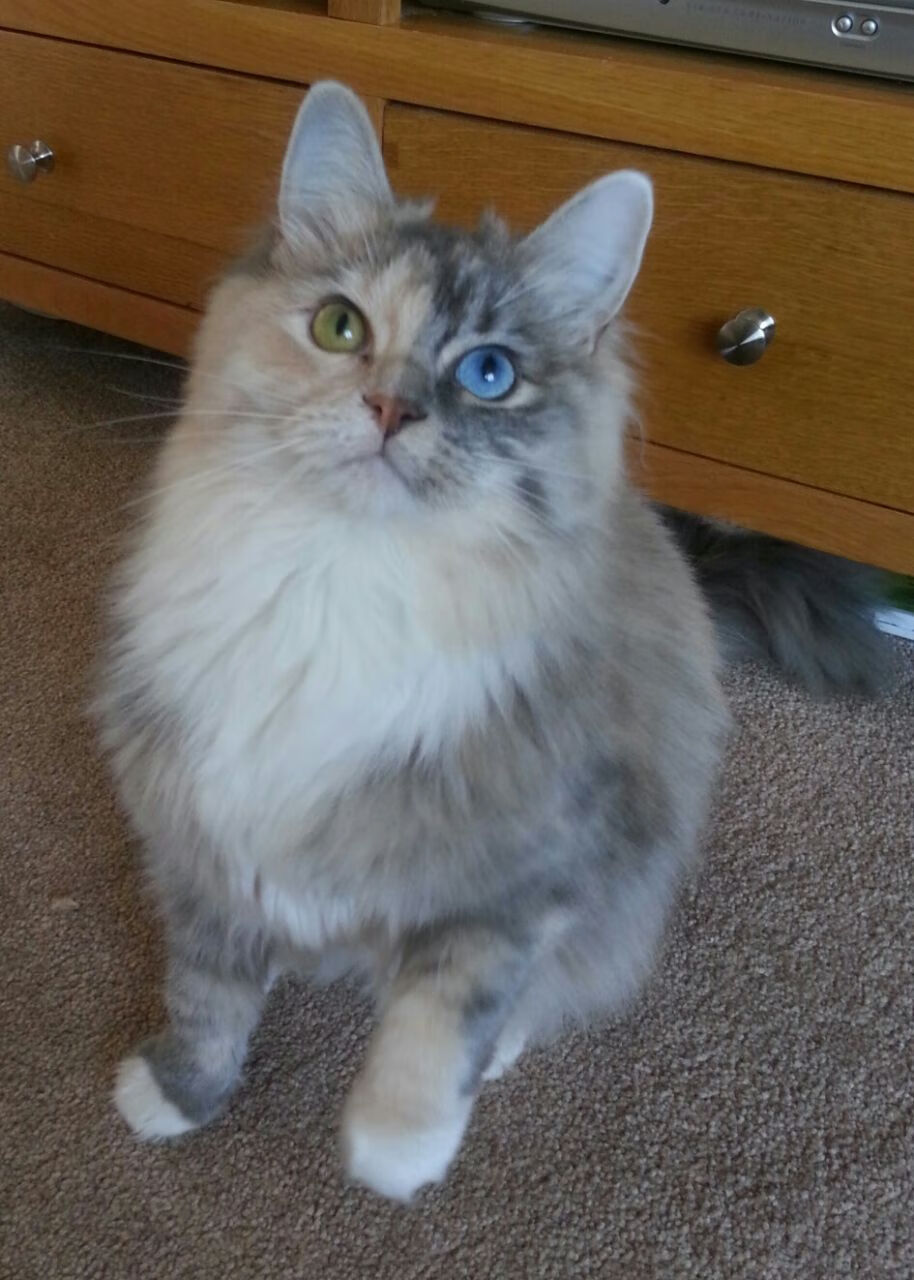 世俱杯2025-拉梅洛·鲍尔关键4分锁定胜局—雄鹿险胜勇士的背后，新星与巨星的权力交接